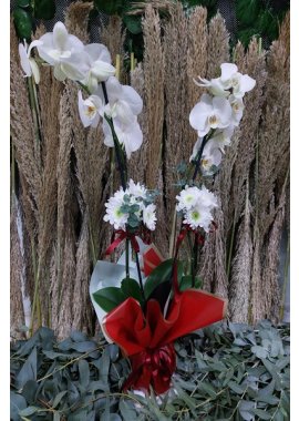 Çİft Dallı Beyaz Orkide