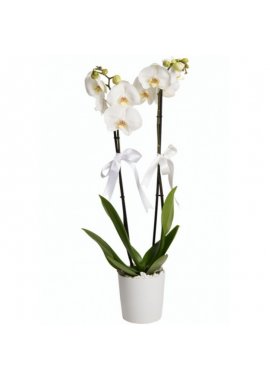 Çift Dallı Beyaz ve Mor Orkide