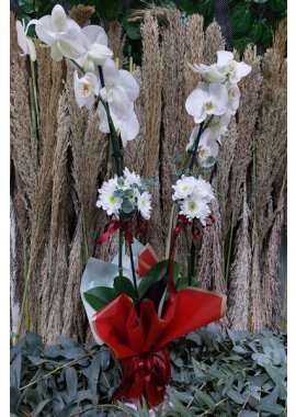 Çİft Dallı Beyaz Orkide